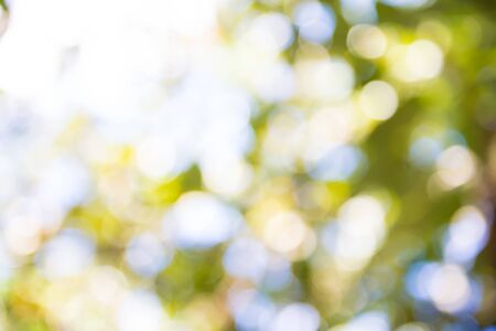Zoom shot out of focus tree for background. Bokeh, Blursの写真素材