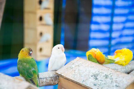 The parrot was trapped in the cage of the zoo.の写真素材