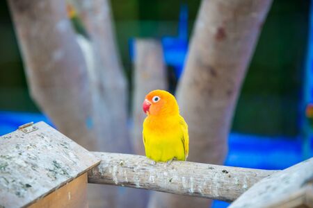 The parrot was trapped in the cage of the zoo.の写真素材