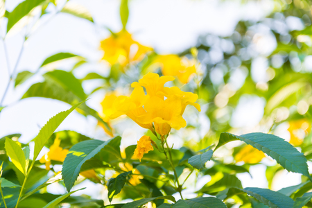 Yellow flowers in countryside of Thailand, Thai flower, blursの写真素材