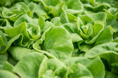 Fresh organic vegetables are grown in a farm. salad butterheadの写真素材
