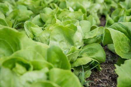 Fresh organic vegetables are grown in a farm. salad butterheadの写真素材