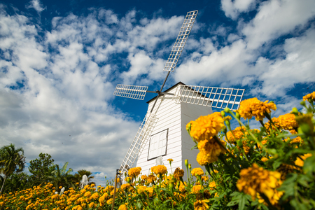 Windmills and fields of marigolds, Flower and cloudy bluesky.
