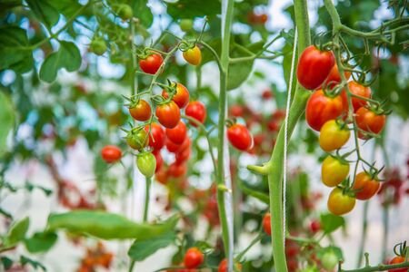 Fresh tomato are grown in a farm.の写真素材