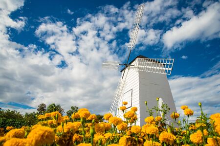 Windmills and fields of marigolds, Flower and cloudy bluesky.の写真素材