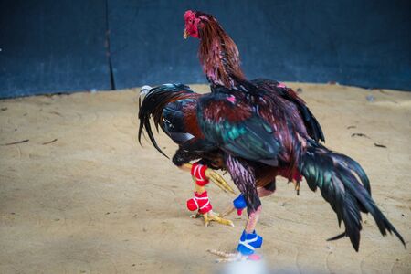 Gamecocks are fighting, cockfighting field.の写真素材
