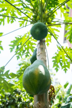 fresh papaya tree with bunch of fruitsの写真素材