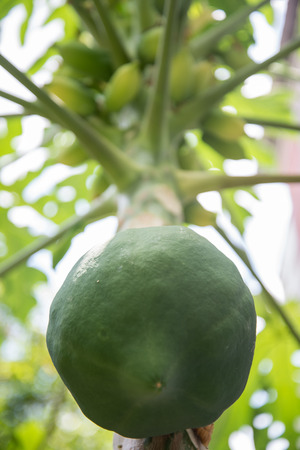 fresh papaya tree with bunch of fruitsの写真素材