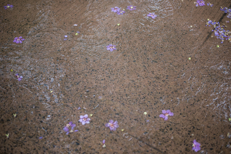 Rain drops in the water, backgroundの写真素材