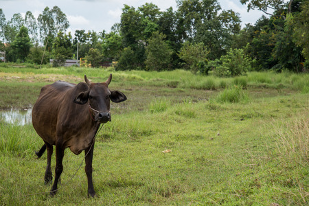Cow eating grass in rural areas. Thai cow, Thailand.の写真素材