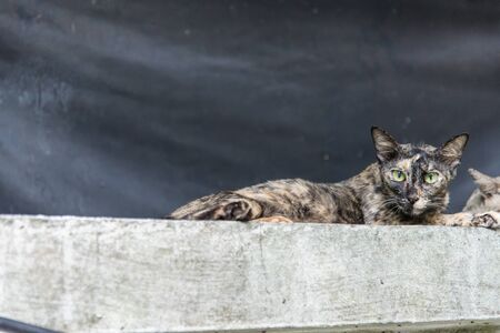 Cat on the concrete fence. Stray catの写真素材