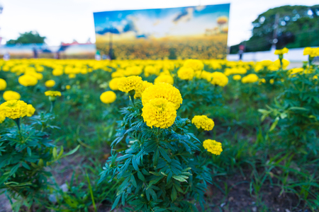 Marigold in the garden of Thailand, Yellow flower.の写真素材