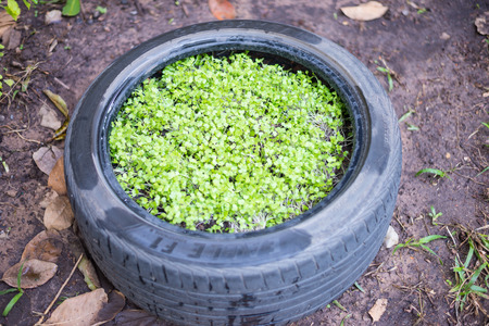 Kale in the plots. background.の写真素材