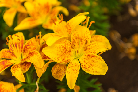 Tiny parrot ,lily flowers in the garden of Thailand.の写真素材