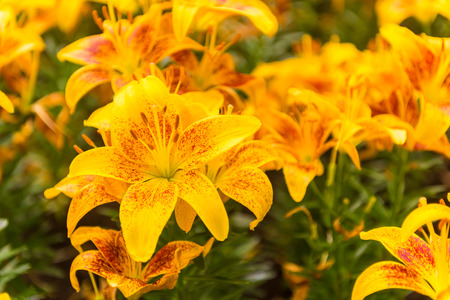 Tiny parrot ,lily flowers in the garden of Thailand.の写真素材