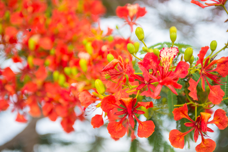 Red flower in the garden of Thailand. Natureの写真素材