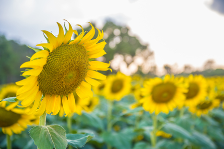 Sunflowers garden. Sunflowers have abundant health benefits. Sunflower oil improves skin health and promote cell regeneration.の写真素材