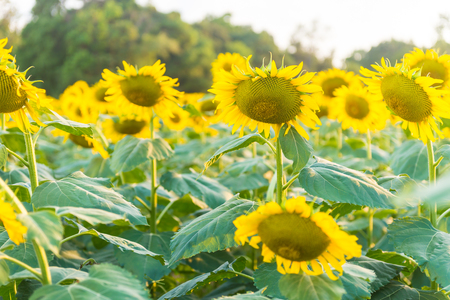 Sunflowers garden. Sunflowers have abundant health benefits. Sunflower oil improves skin health and promote cell regeneration.の写真素材