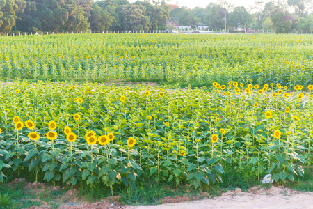 Sunflowers garden. Sunflowers have abundant health benefits. Sunflower oil improves skin health and promote cell regeneration.の写真素材