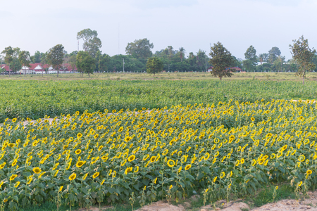 Sunflowers garden. Sunflowers have abundant health benefits. Sunflower oil improves skin health and promote cell regeneration.の写真素材