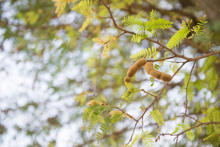 Fresh Tamarind on Tamarind tree.の写真素材