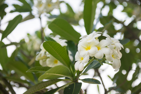 White flower in the garden of Thailand. Natureの写真素材