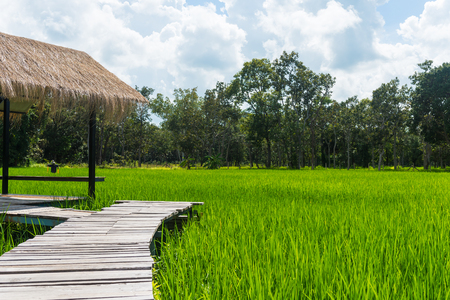 Hut in the field in Thailand.の写真素材