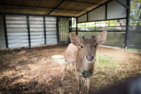 Deer in the zoo.の写真素材