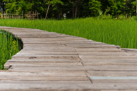 Wooden walkway in the fieldsの写真素材