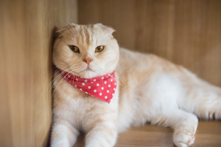 Cute cat in the cafe' in Thailand.の写真素材