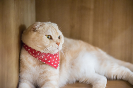 Cute cat in the cafe' in Thailand.の写真素材