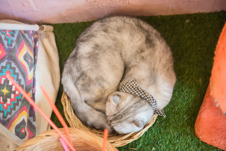 Cute cat in the cafe' in Thailand.の写真素材