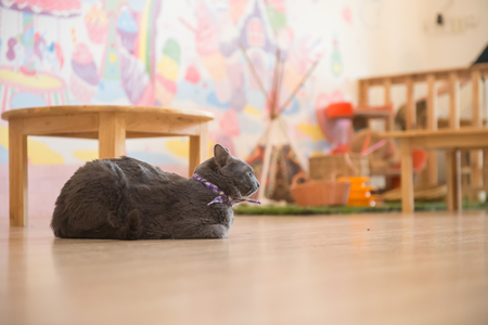 Cute cat in the cafe' in Thailand.の写真素材
