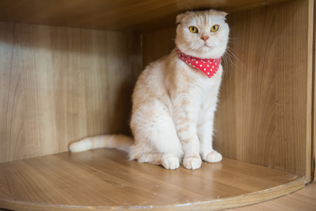 Cute cat in the cafe' in Thailand.の写真素材