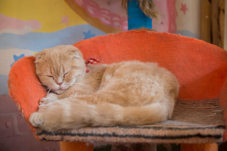 Cute cat in the cafe' in Thailand.の写真素材