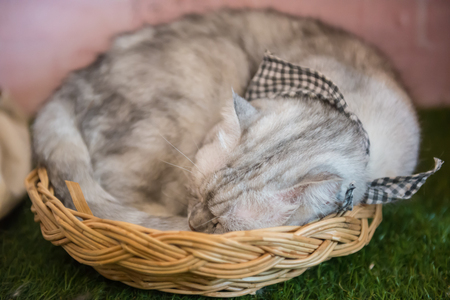 Cute cat in the cafe' in Thailand.の写真素材