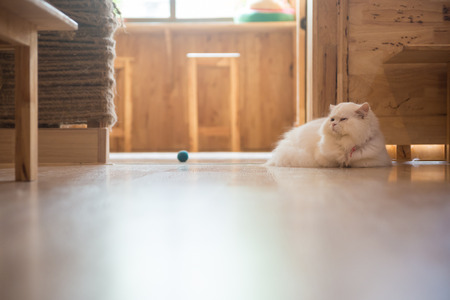 Cute cat in the cafe' in Thailand.の写真素材