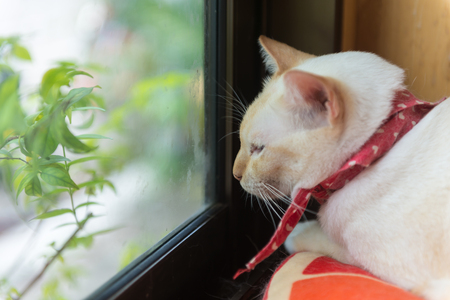 Cute cat in the cafe' in Thailand.の写真素材