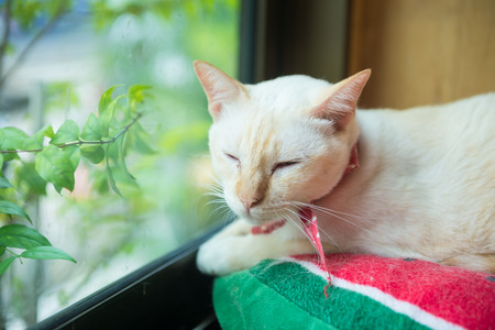 Cute cat in the cafe' in Thailand.の写真素材