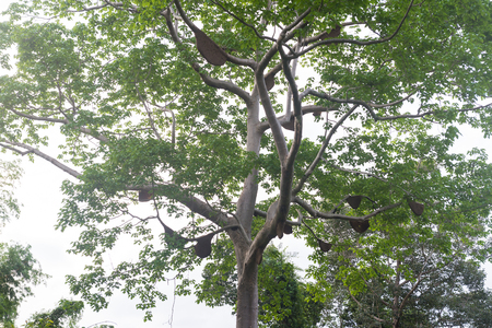 Honeycombs on the tree, many bees in beehive on high tree.の写真素材