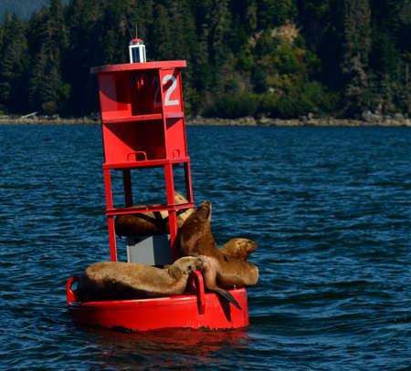 sea lions laying down on an ocean buoy in Ketchikan Alaskaの写真素材