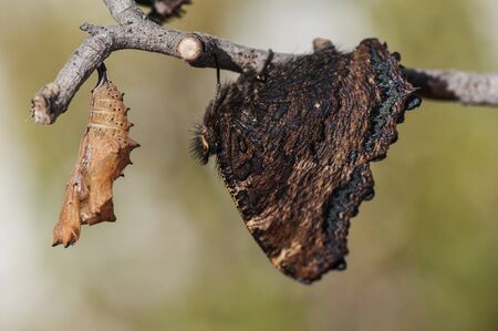 Nymphalis polychloros The large tortoiseshell beautiful butterfly which lays the eggs in fruit trees can become a plague for them on a dense background and natural lightingの写真素材