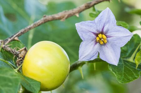 Solanum linnaeanum tomato of the devil exotic plant installed on the coasts of Andalucia on a green leafy background and artificial lightingの写真素材