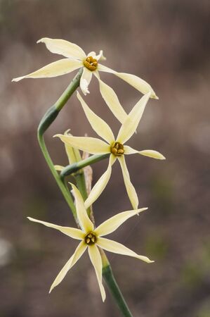 Narcissus viridiflorus autumnal daffodils of small size found in the fields of Andalucia in Huelva and Cadiz on a green or brown background and artificial lightingの写真素材