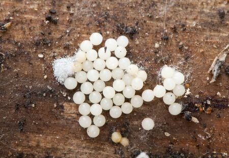 Bright white snail eggs under trunk found in autumn waiting to hatchの写真素材