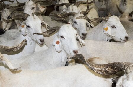 Flock of white goats in milking farm in southern Spain