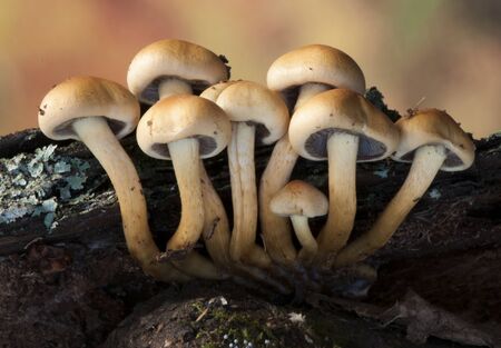 Hypholoma fasciculare species of toxic mushroom growing on dead wood in large groups on orange brown...