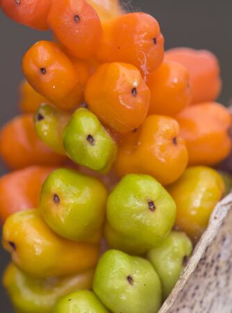 Arum italicum orange and green fruits illuminated artificial lightの写真素材
