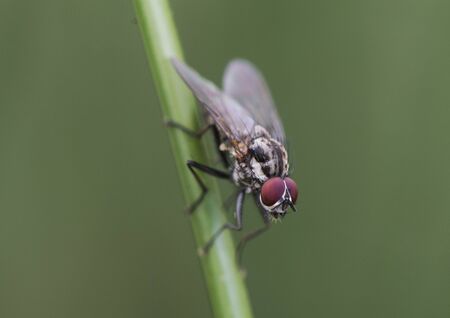 Hylemya species medium-sized fly perched on reed stem on blurred green background and artificial...