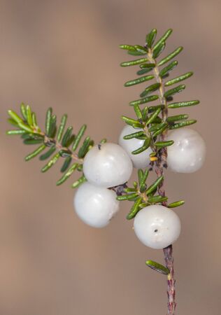 Corema album Portuguese Crowberry white or reddish autumnal berry on light brown or faded green background and natural lightingの写真素材